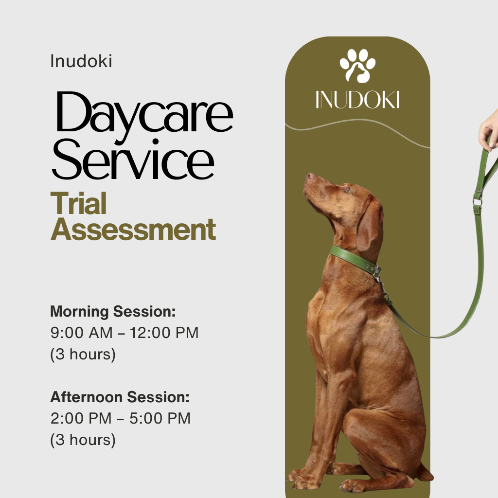 dog daycare – trial assessment