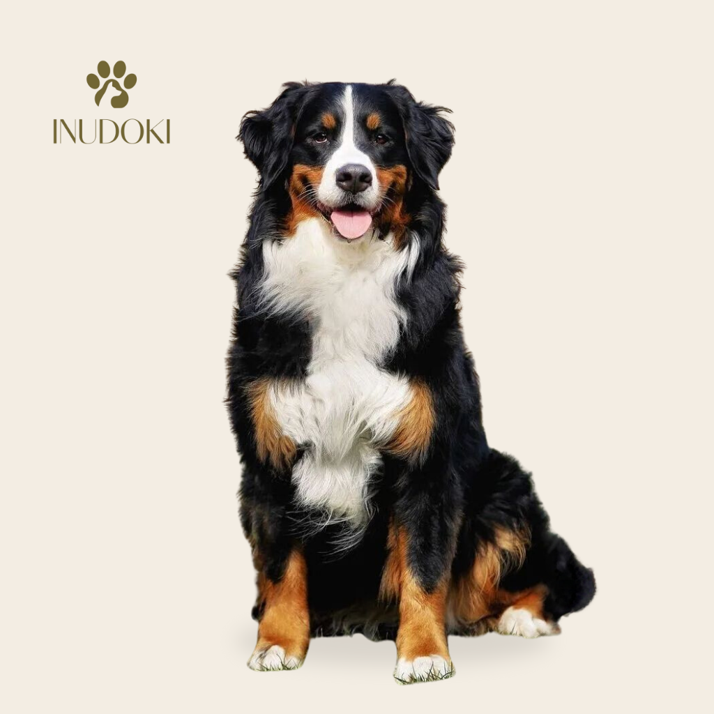 dog boarding — separate kennel