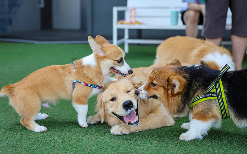 Dogs socializing safely at a professional dog boarding facility.