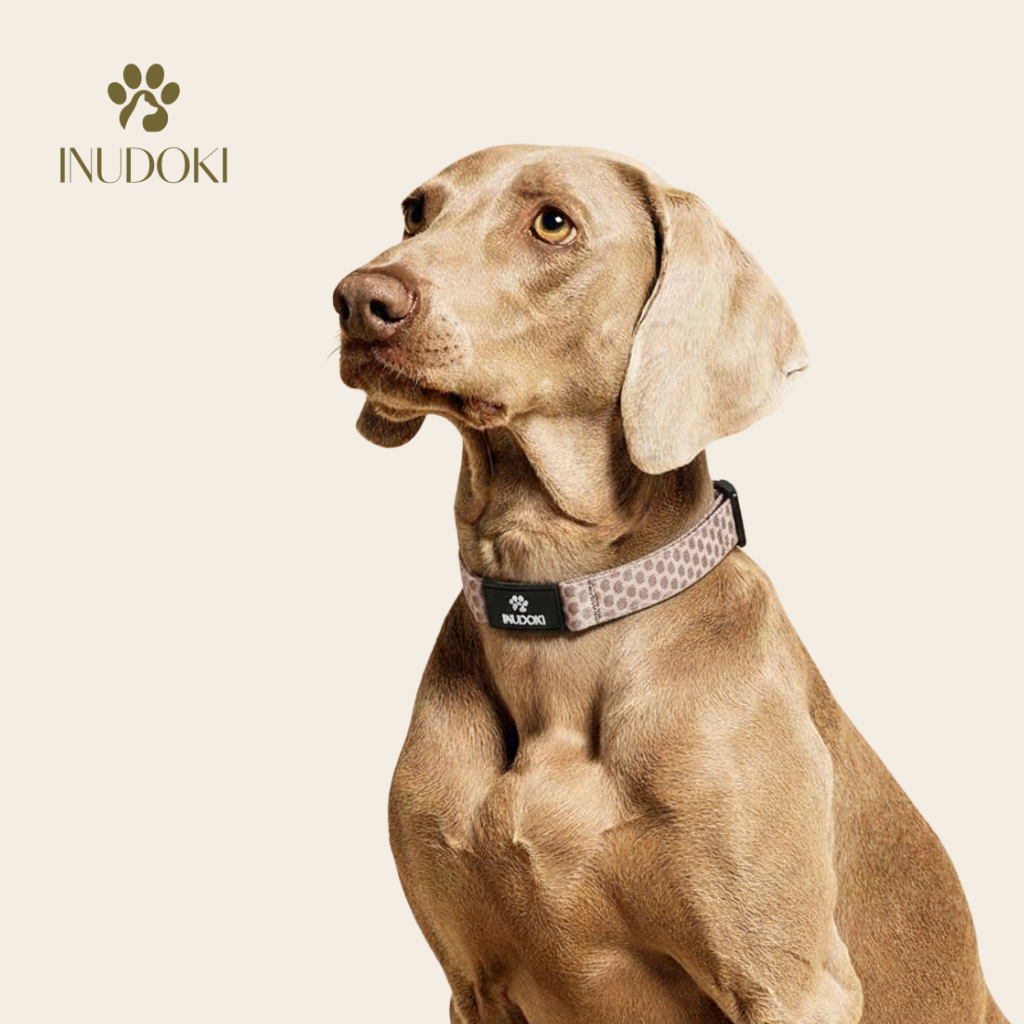 Dog Collar and Leash