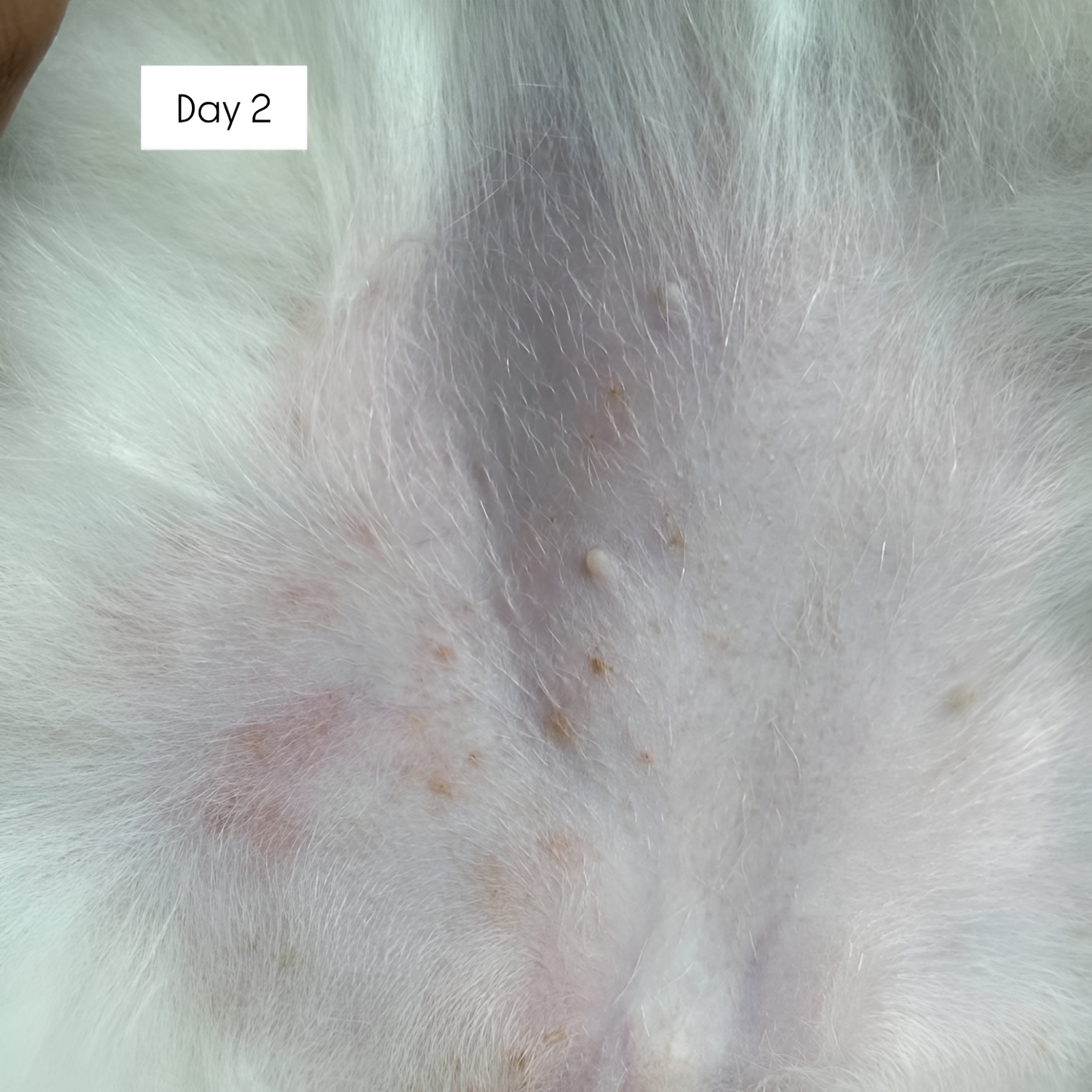 tuck kee pets hotspot defense spray | 120ml/480ml