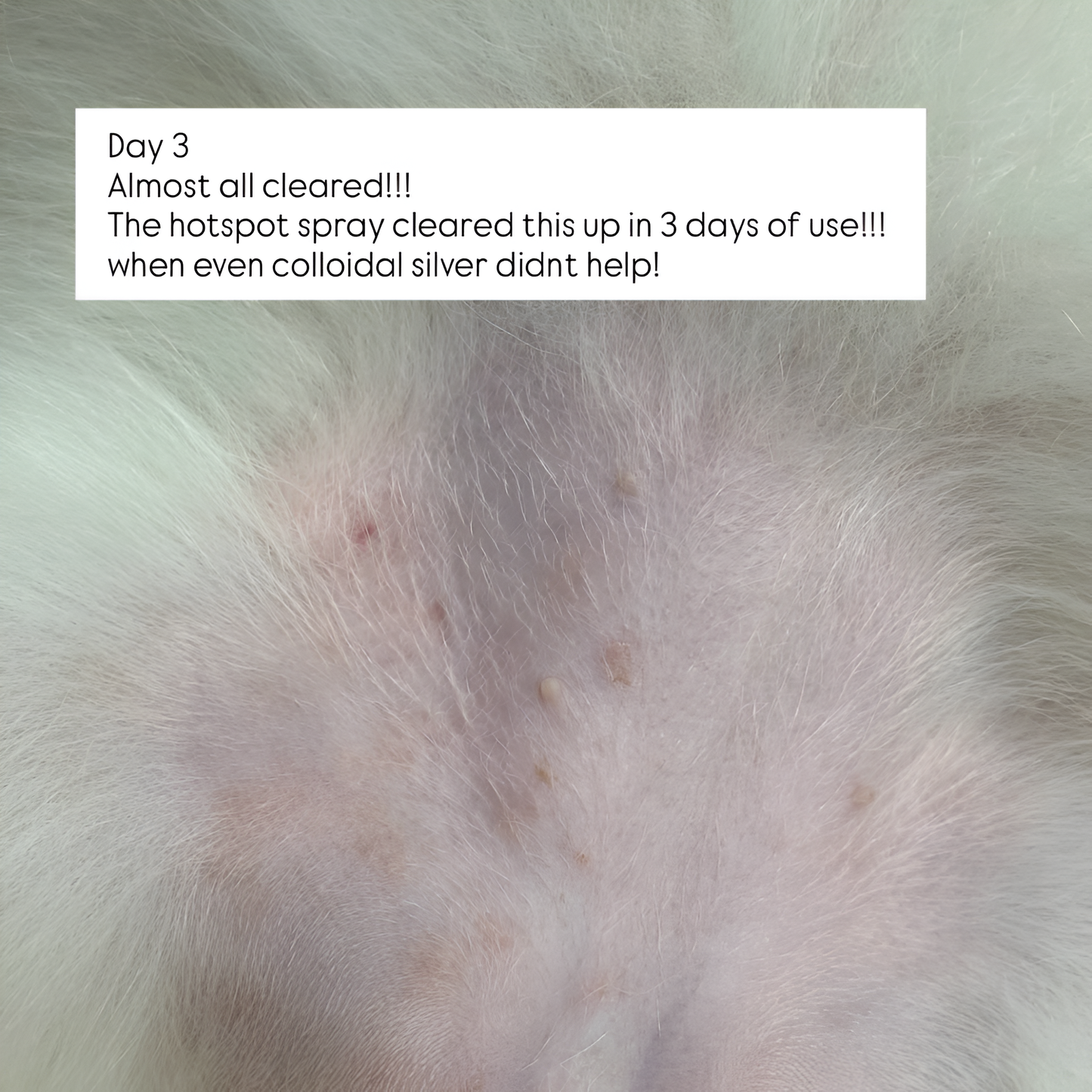 tuck kee pets hotspot defense spray | 120ml/480ml