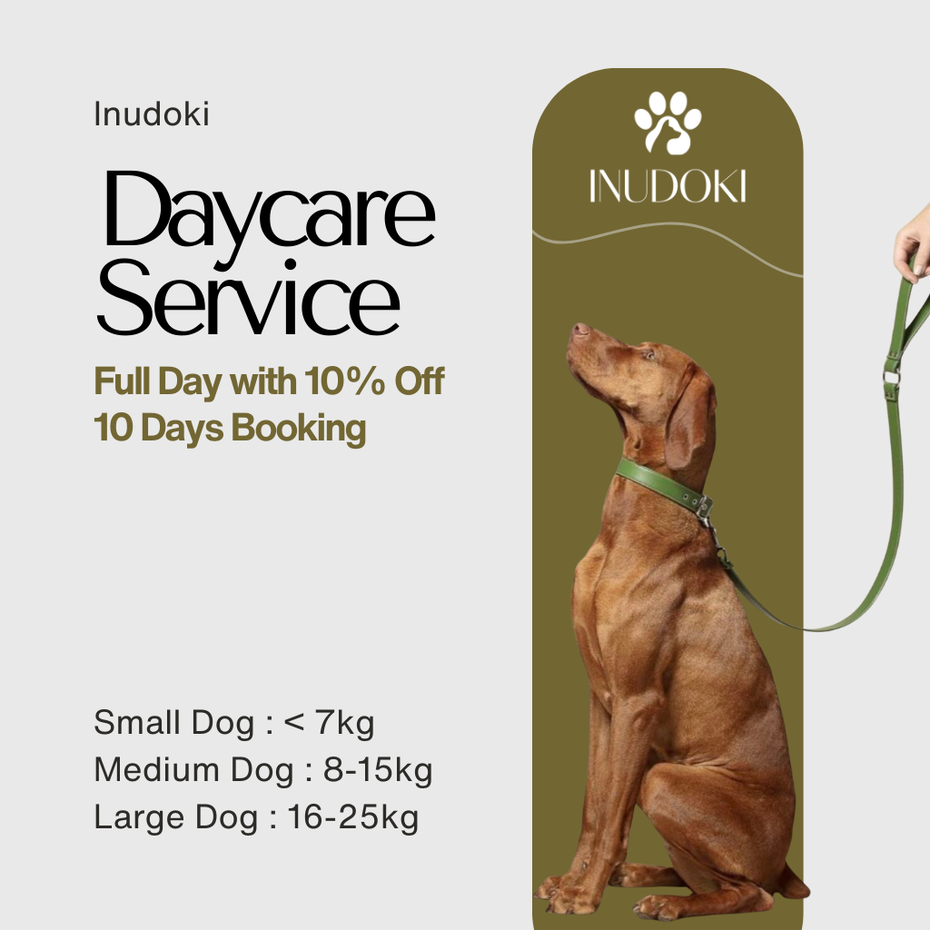 dog daycare | 10% off when you book 10 days or more