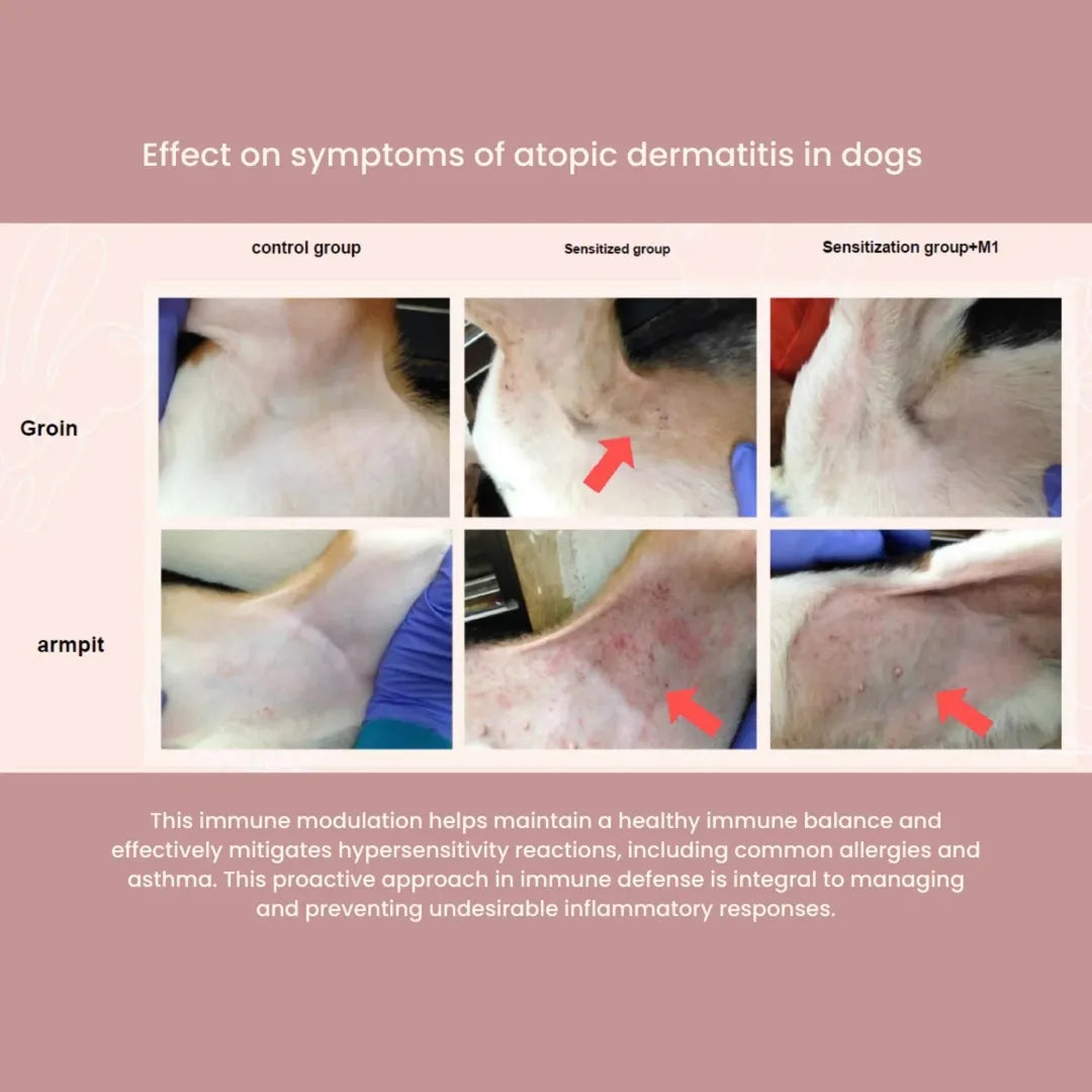 tuck kee pets glow up skin & coat supplement with anti-allergy properties | 60g box of 30 sachets